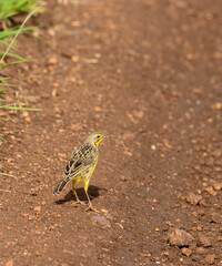 Yellow-throated Longclaw (Macronyx croceus)