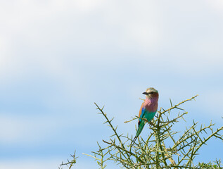 Lilac-breasted roller