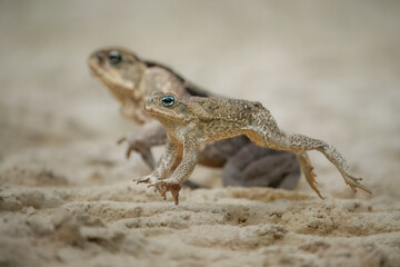 Jumping cane toad (Rhinella marina), also known as the giant neotropical toad or marine toad, is a large, terrestrial true toad native to South and mainland Central America