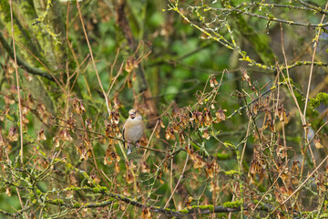 Hawfinch on a branch next to maple seeds, hawfinch eating brown seeds from a maple tree, autumn colors on the forest floor, Coccothraustes coccothraustes