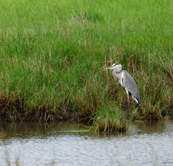 Grey Heron (Ardea cinerea:)