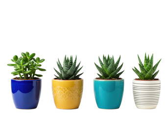 Obraz premium five detailed healthy succulents (jade, aloe, haworthia, echeveria) in diverse ceramic pots, horizontally arranged on a transparent studio background with copy space, clean modern home gardening