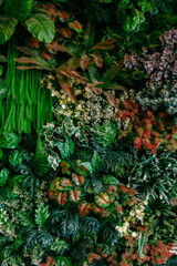 Close up group of background green leaves texture and Abstract Nature Background. Lush Foliage Textures.