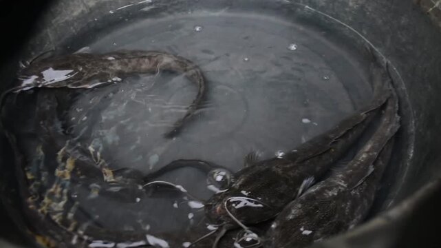 Close-up of Live Catfish (Lele) and Elongated Fish Swimming in a Dark Water Bucket for Sale at a Traditional Market