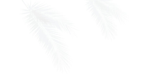 Obraz premium Subtle tropical palm leaf shadow overlay on clean white background design