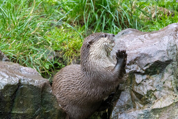 Loutre cendrée
