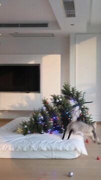 cat knocks over a Christmas tree, a funny incident, fluffy cat playfully interacts with fallen Christmas tree on bright white bed in modern living room, cozy lifestyle, winter celebration