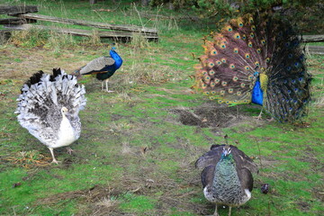 Obraz premium Peacock meeting place in Beacon Hill Park in Victoria BC, Canada