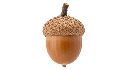 acorn