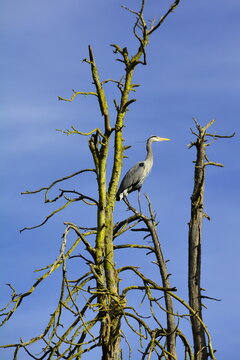 Beautiful Great Blue Heron sits in a tree surveying its realm in Beacon Hill park in Victoria BC,Canada