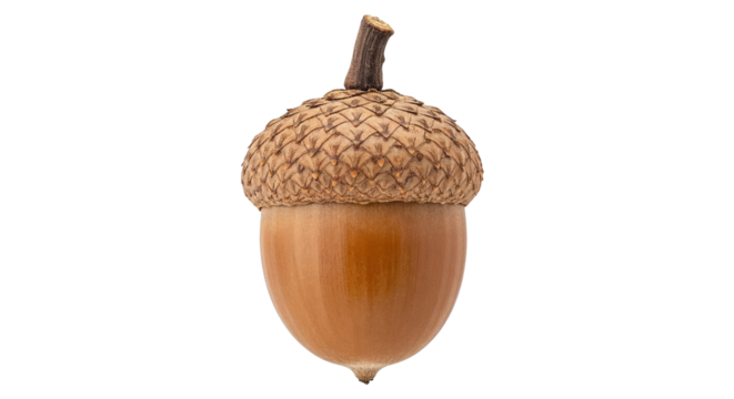 acorn