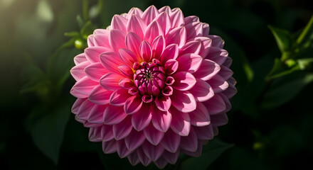 Fototapeta premium Radiant Pink Gerbera