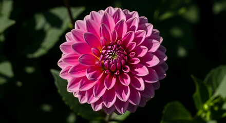 Radiant Pink Gerbera