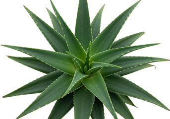 Aloe vera plant from top-down, green succulent leaves close-up isolated on transparent background