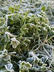 Green grass is covered with frost in the morning due to the drop in air temperature.