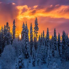Snow covered pine trees under a fiery sunset sky