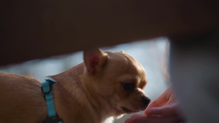 chihuahua side profile under warm light caucasian teen hand offering treat, contemplative expression, turquoise harness detail, soft backlight, evening park atmosphere, gentle approach