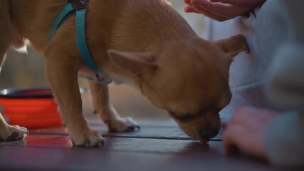 small dog eagerly receives reward during training, child assists tiny dog with treats on paved ground, young child supervises small chihuahua as it sniffs and receives treat on pavement
