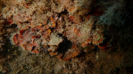 Red algae Peyssonnelia rosa-marina undersea, Ligurian Sea, Italy, Imperia