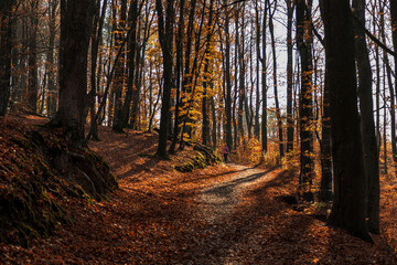 Autumn Path in Oliwa Forest, Poland.