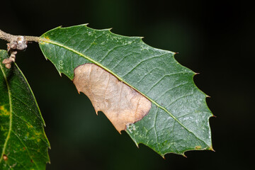 Kermes oak leaf with partial brown discoloration