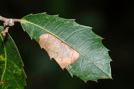 Kermes oak leaf with partial brown discoloration