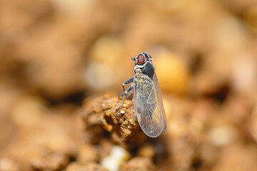 Selective focus on a Cixiid planthopper, Hyalesthes Obsoletus