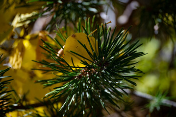 Autumn in the Eastern Sierra