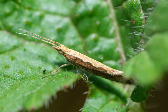 Diamondback Moth on a leaf, Plutella Xylostella