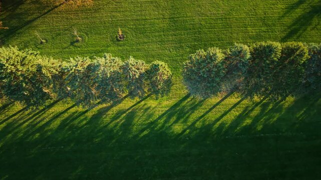 Aerial view of a row of evergreen trees casting long evening shadows across a bright green field in rural America.
