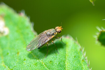 Leaf-miner fly on a leaf, Phytomyza Rufipes