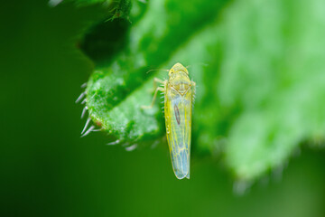 Selective focus on a microleafhopper on a leaf, tribe Dikraneurini leafhopper