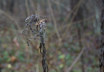 Dried Wild Plant Stalk Covered in Delicate Spiderwebs, Macro of Nature's Decay