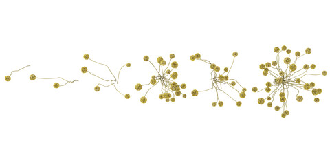 Collection of Craspedia plants on transparent background from the top view