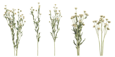 Obraz premium Collection of Dendranthema plants on transparent background