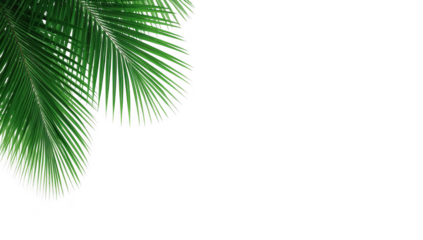 Palm fronds isolated on transparent background create a tropical, summery, and relaxing atmosphere