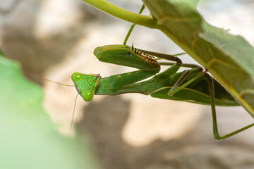 Green Giant African mantis, Sphodromantis Viridis