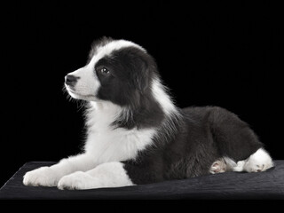 Studio close up shot of border collie puppy