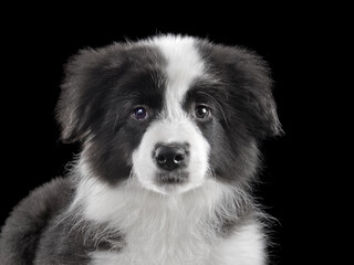 Portrait of Belgian Shepherd dog on black backdrop