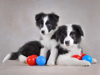 Two puppies play in colorful balls