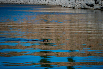 Beaver in water