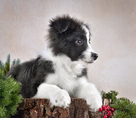 Studio shot of border collie puppy