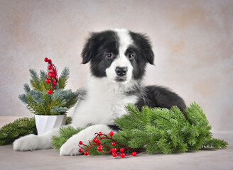 Cute lying border collie puppy