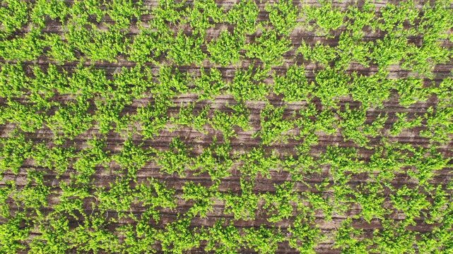 UVA de mesa los Andes DJI_0089