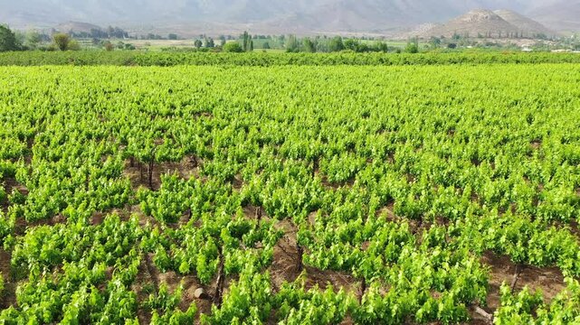 UVA de mesa los Andes DJI_0092