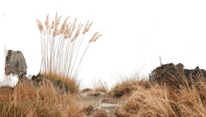 Dry grass and rocks isolated on transparent background, creating a serene and natural landscape scene