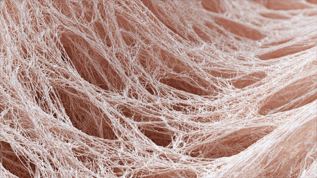 Intricate microscopic view of a dense, interwoven network of pale fibers, likely biological, resembling collagen or a fibrin mesh.