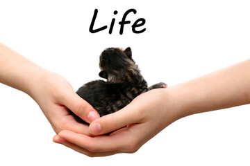 newborn kitten isolated on a white background. The hand holds the kitten.