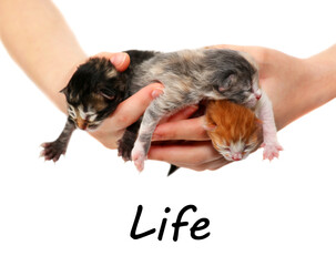 newborn kitten isolated on a white background. The hand holds the kitten.