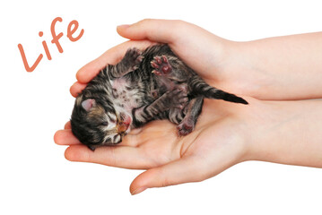 newborn kitten isolated on a white background. The hand holds the kitten.
